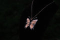 Electroplated Butterfly Necklace
