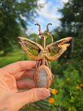 Electroplated Preying Mantis